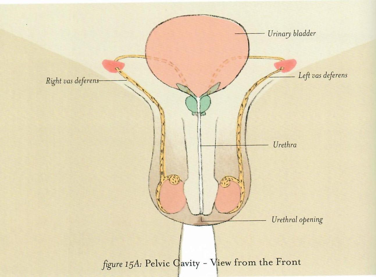 正面图展示了膀胱,尿道,尿道口和输精管