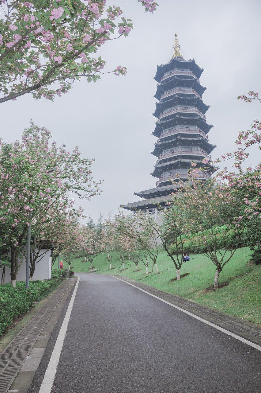 重庆园博园樱花大道在哪里?