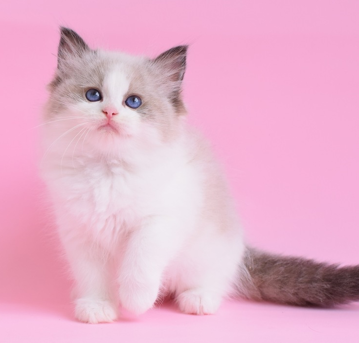 上海哪里能买到血统布偶猫