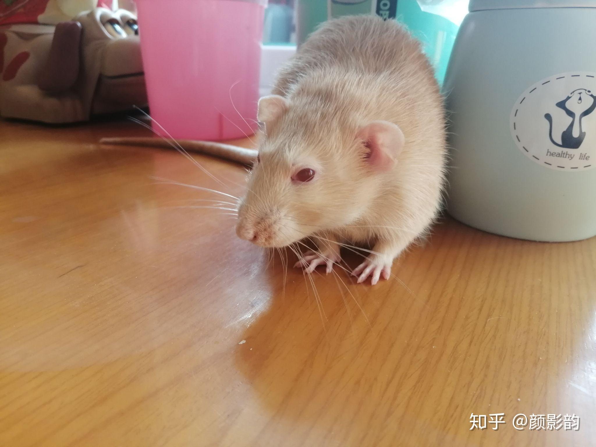 花枝鼠怎么养最好? - 知乎