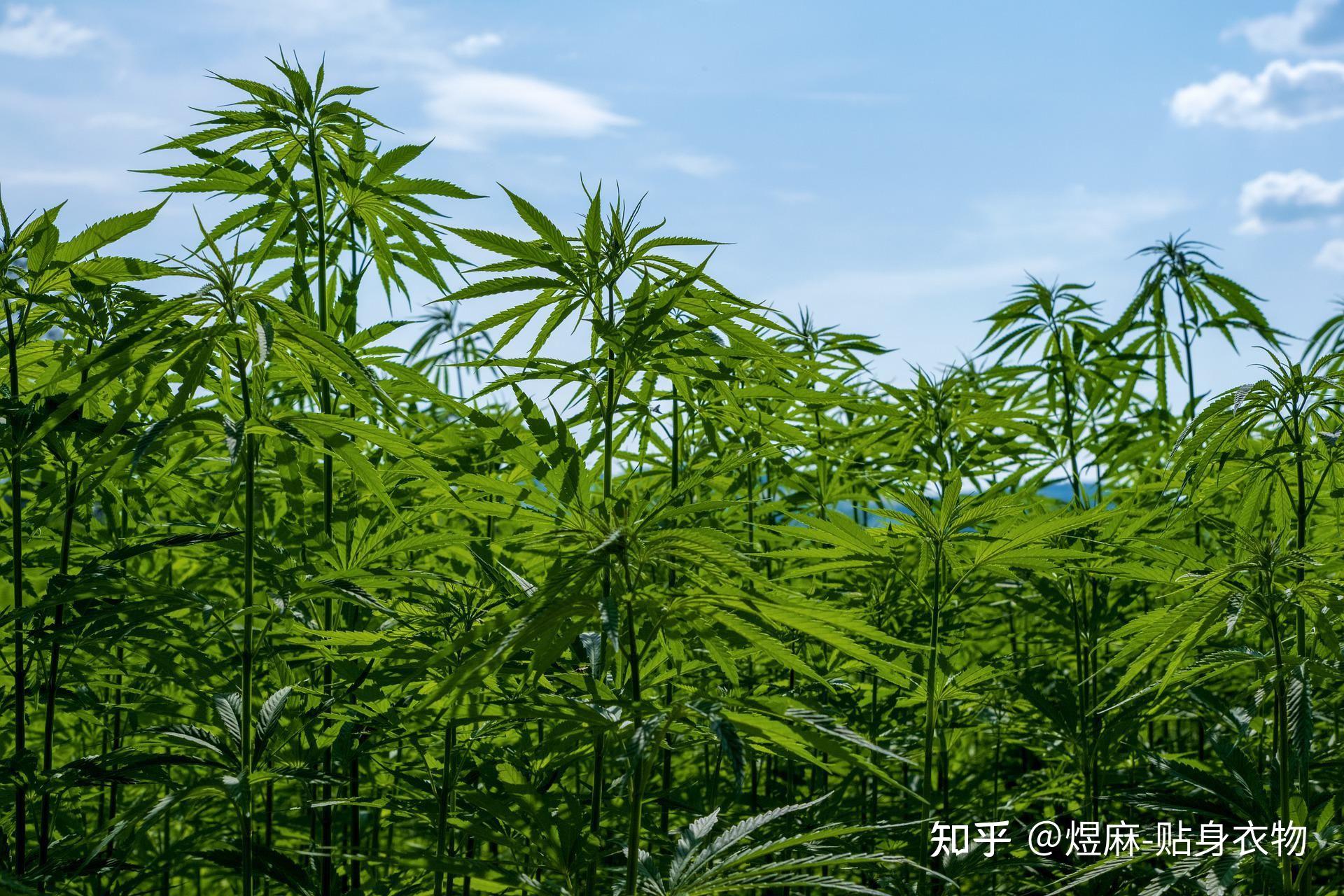 麻文化与“孺子牛”——煜麻使命观 - 知乎