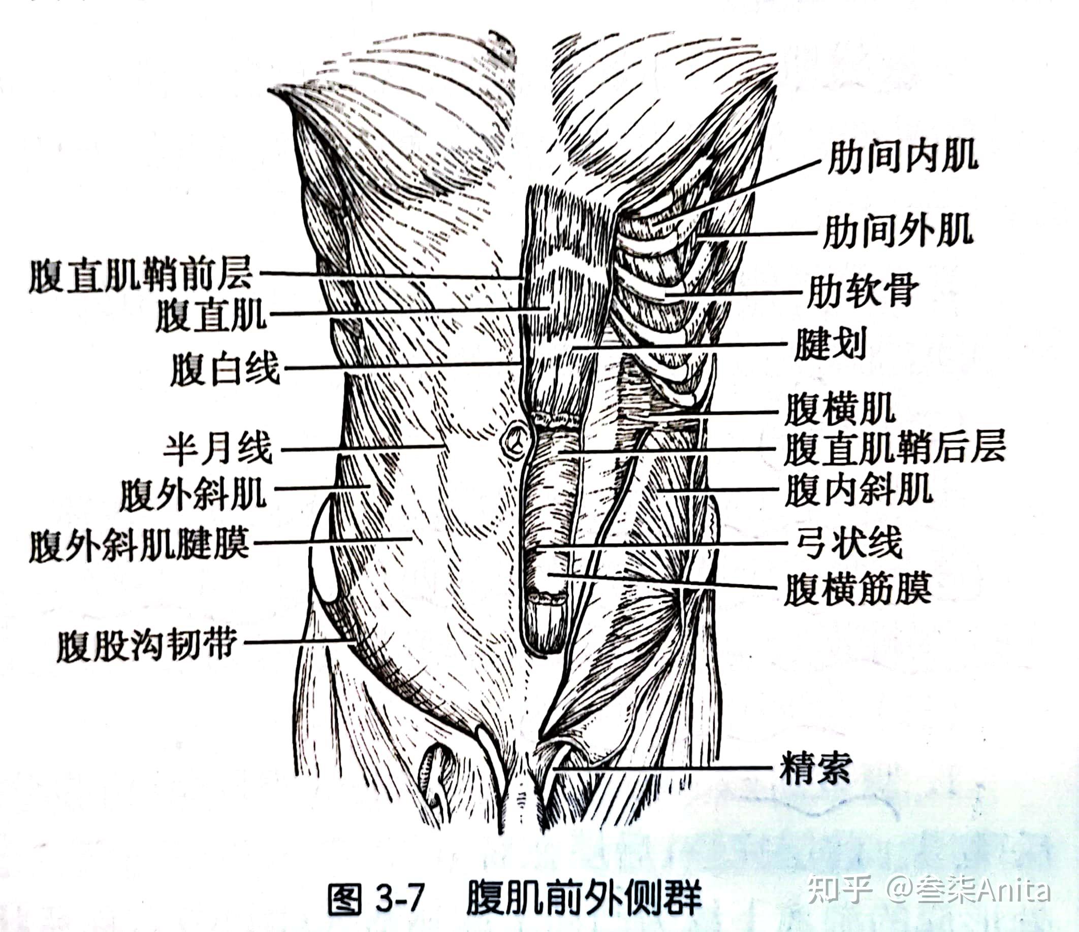 腹前外侧壁肌图片