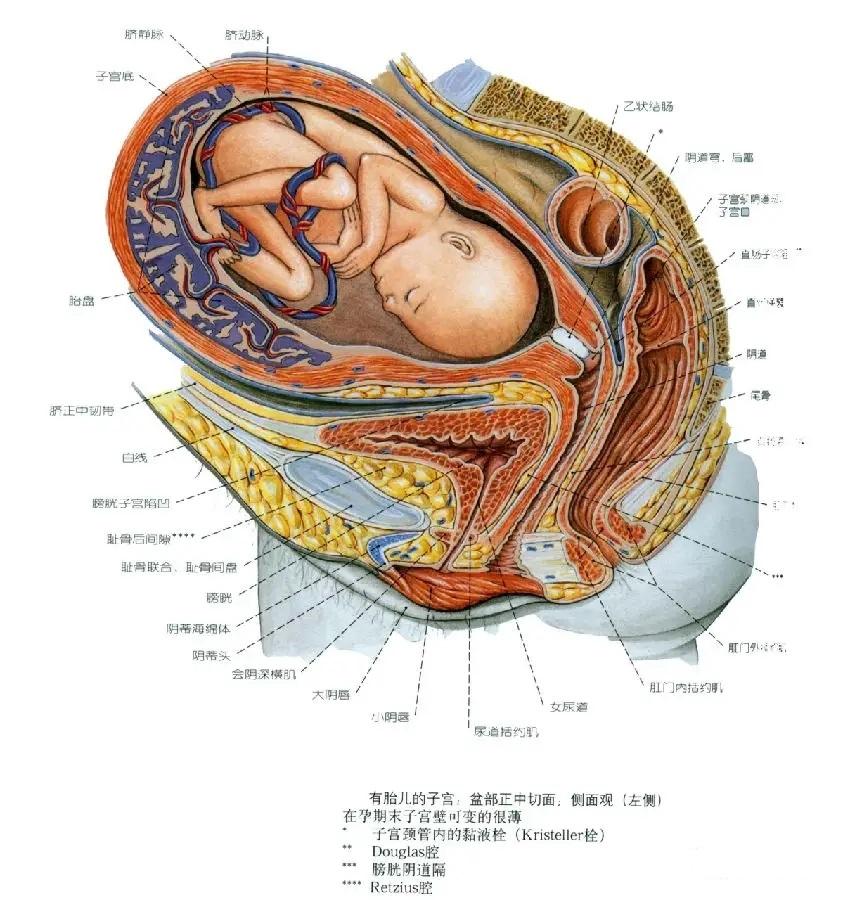 宫底浆膜层图片