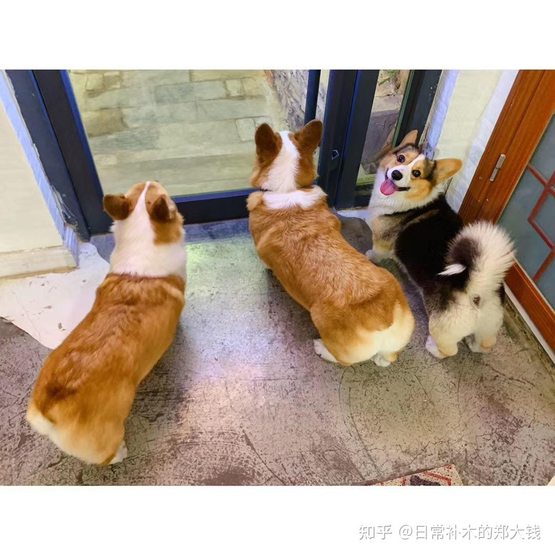 柯基不断尾会怎么样