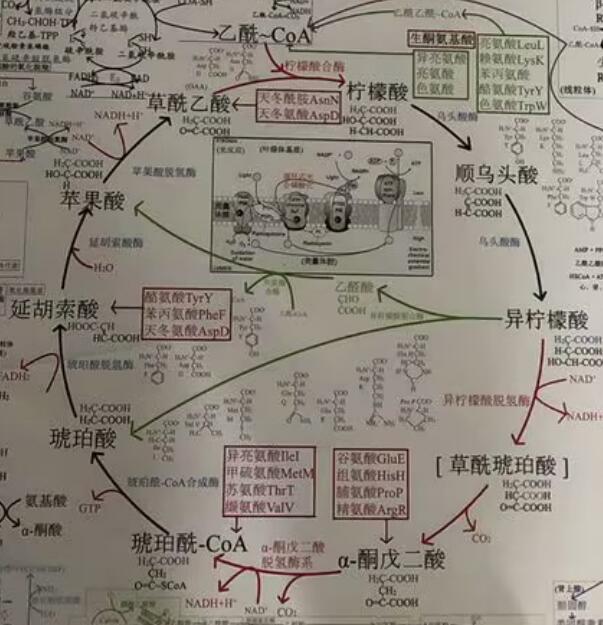 柠檬酸丙酮酸循环 zhuanlan.zhihu.com