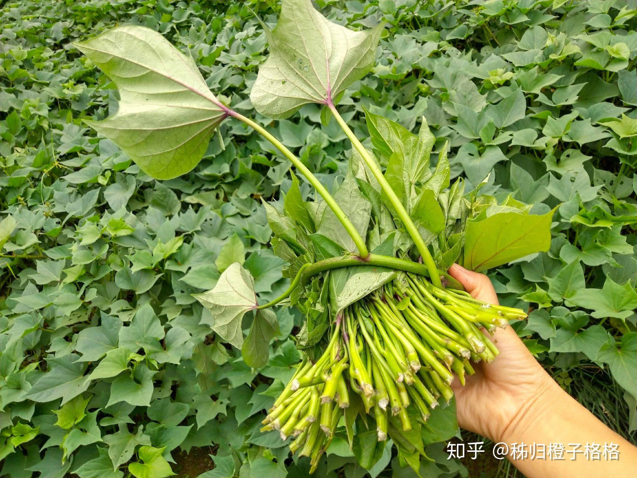 现在种什么蔬菜长得最快 v2-18c080a9127608ae8be9ba4e09054a3c_r.jpg
