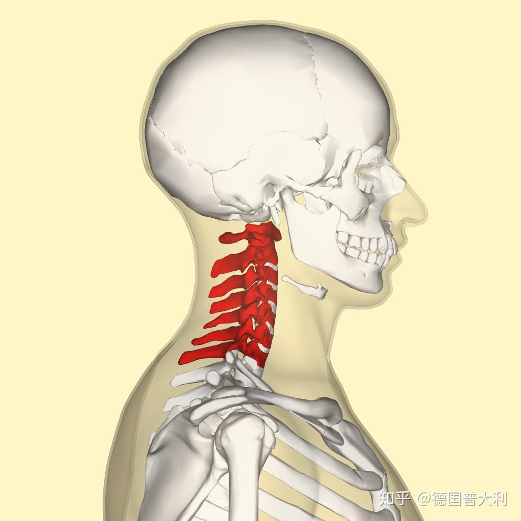颈椎间盘图片 位置图图片