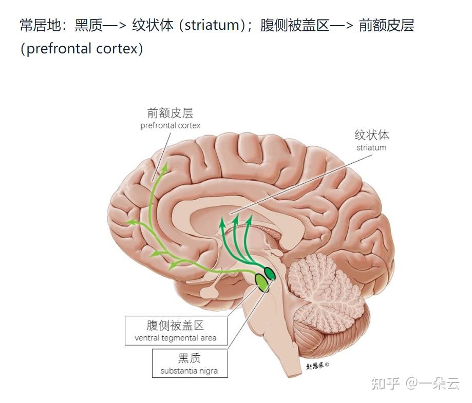 该让多巴胺帮助我们了 - 知乎