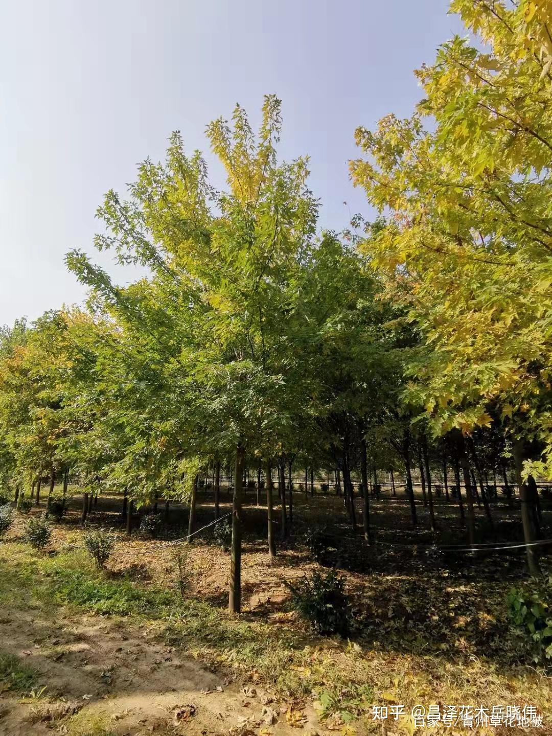 银白槭种植基地1020公分的银白槭变色美工程应用见优势