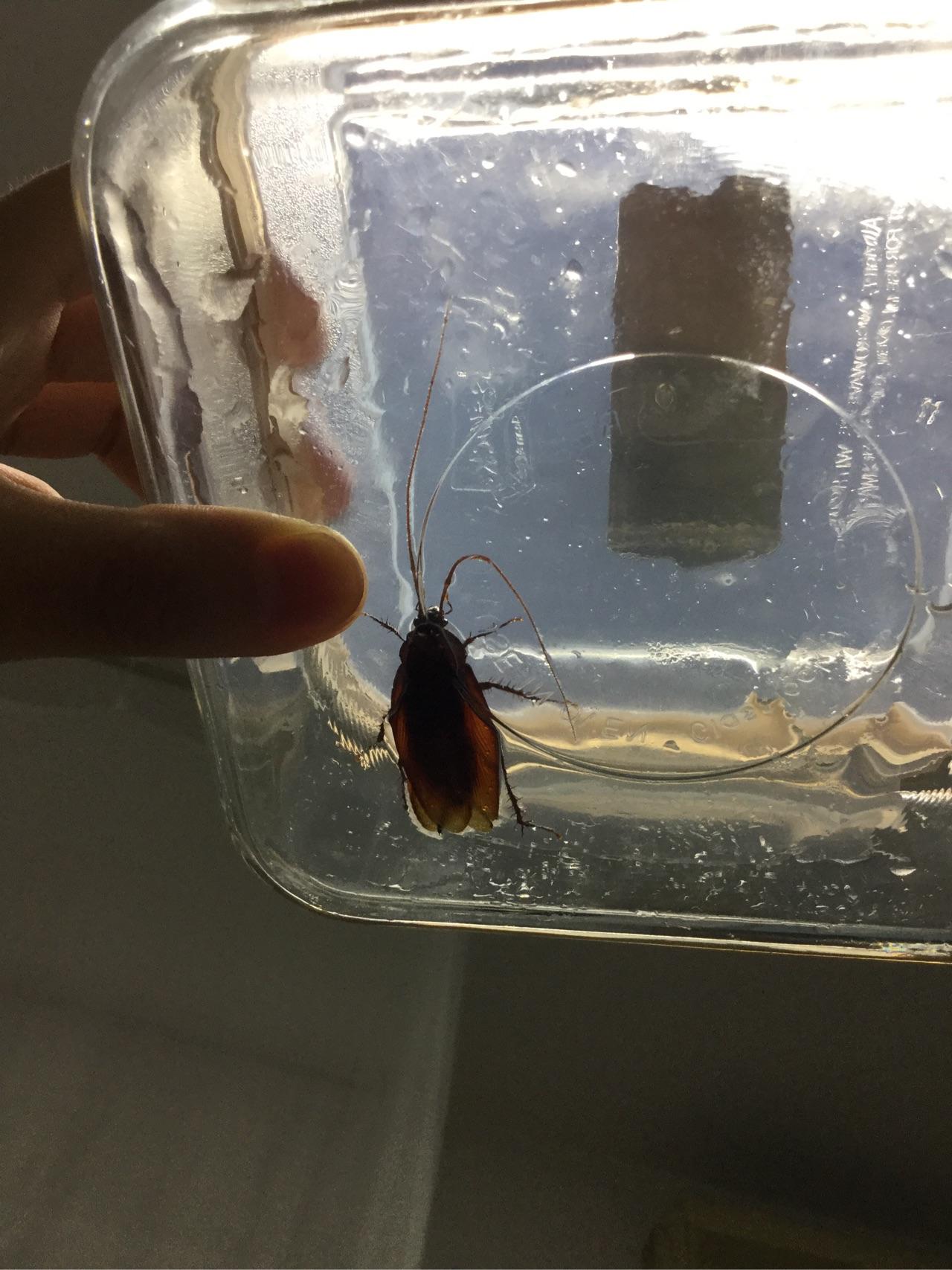宿舍有蟑螂晚上在床上发现蟑螂是一种怎样的体验