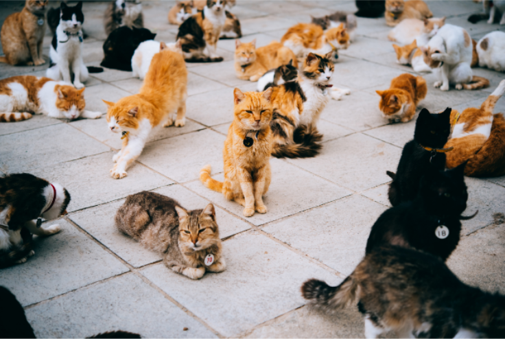猫咪烘干机推荐 如何给猫咪吹毛 小白秒变老司机 知乎 猫咪烘干机推荐 如何给猫咪吹毛 小白秒变老司机 知乎