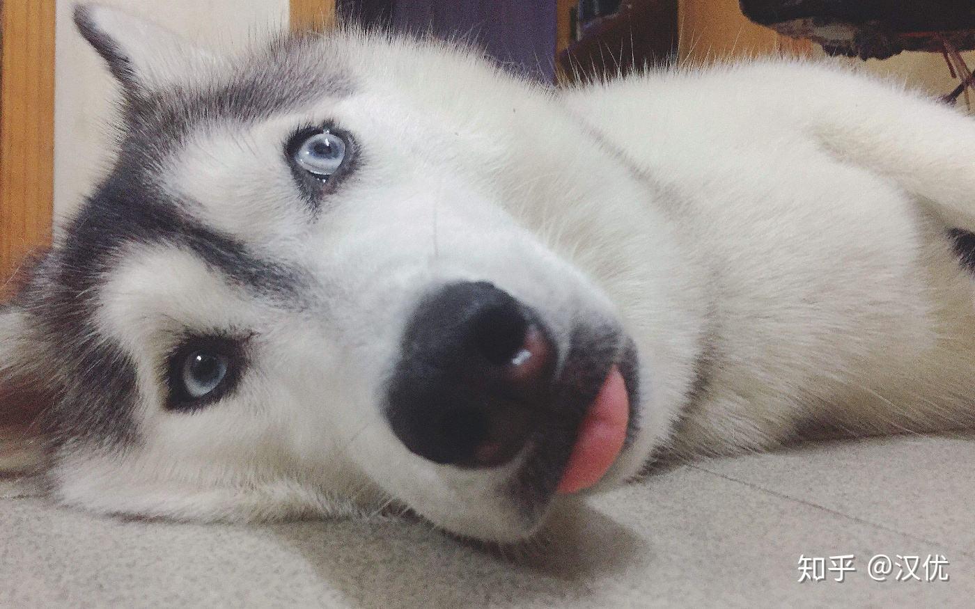 猫犬免疫力低下的原因与调理