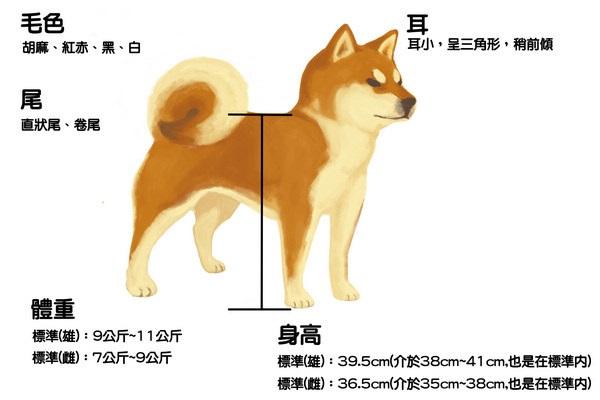 日保柴犬标准 知乎