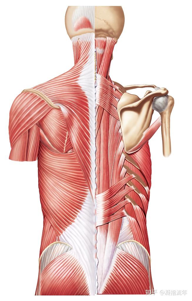 坚持学画人体结构之肌肉部分躯干肌