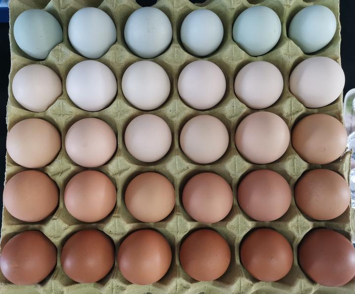 市面为啥有多种颜色的蛋壳壳色有啥作用