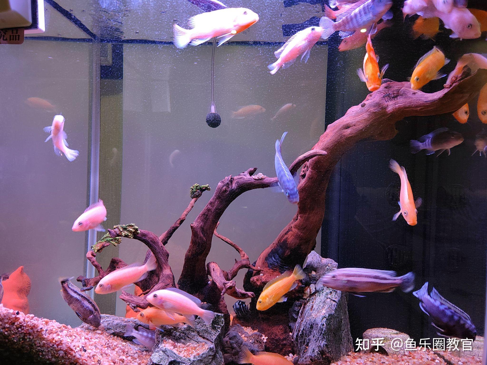 新手入门养鱼,该怎么开始?