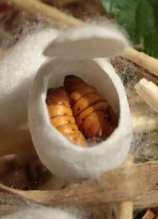 一个蚕茧里面有两个蚕蛹,茧子个体要大,茧层要厚.