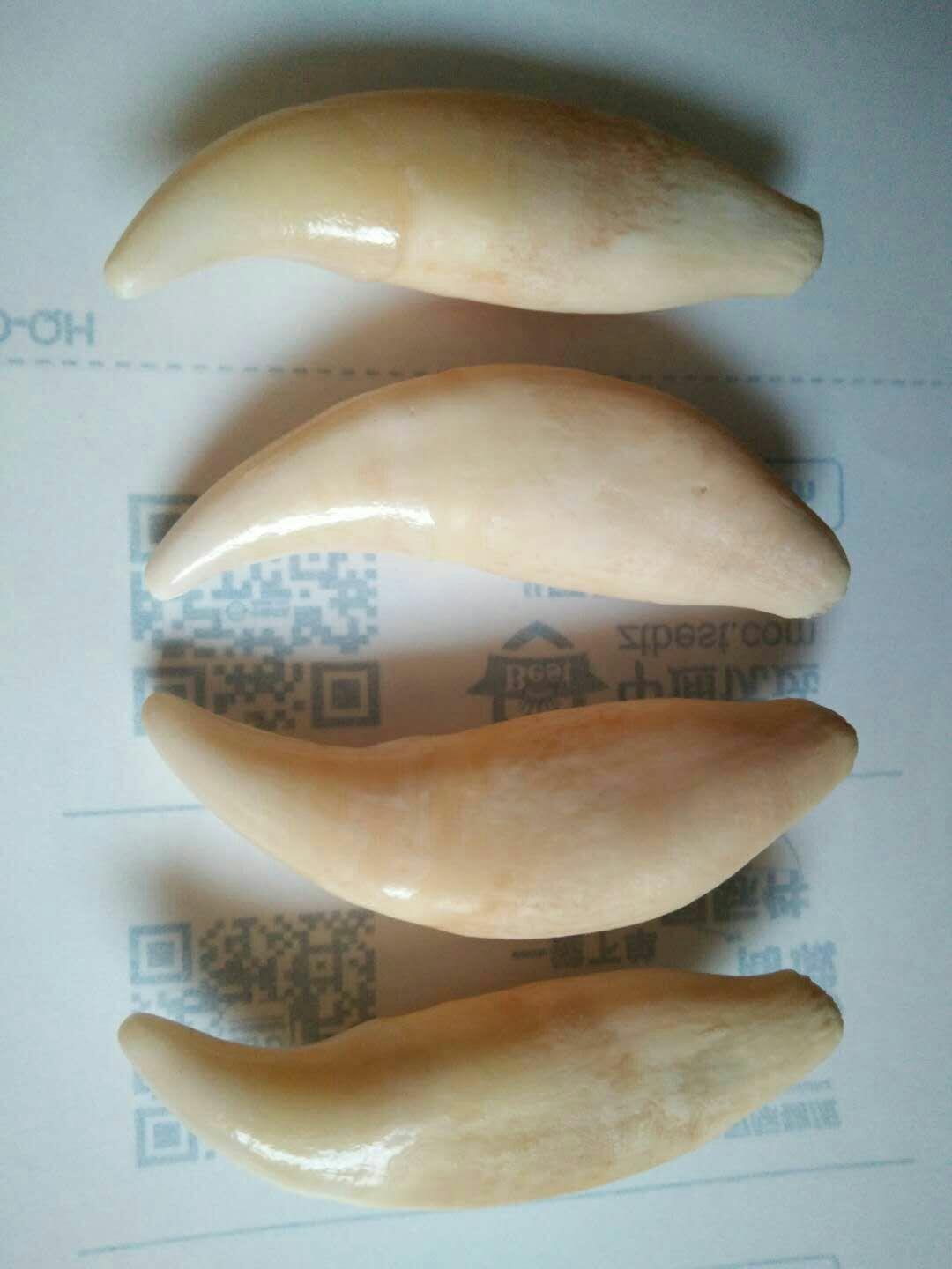 如何区分狼牙和狗牙与其他兽牙 - 知乎