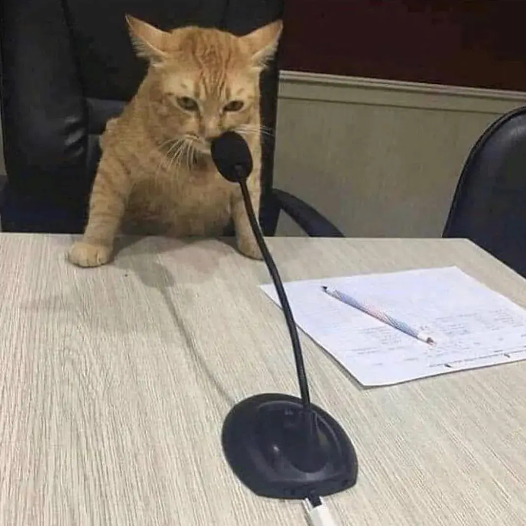 猫咪到底有多傻60张沙雕猫咪名场面告诉你原谅我不厚道的笑了哈哈哈哈