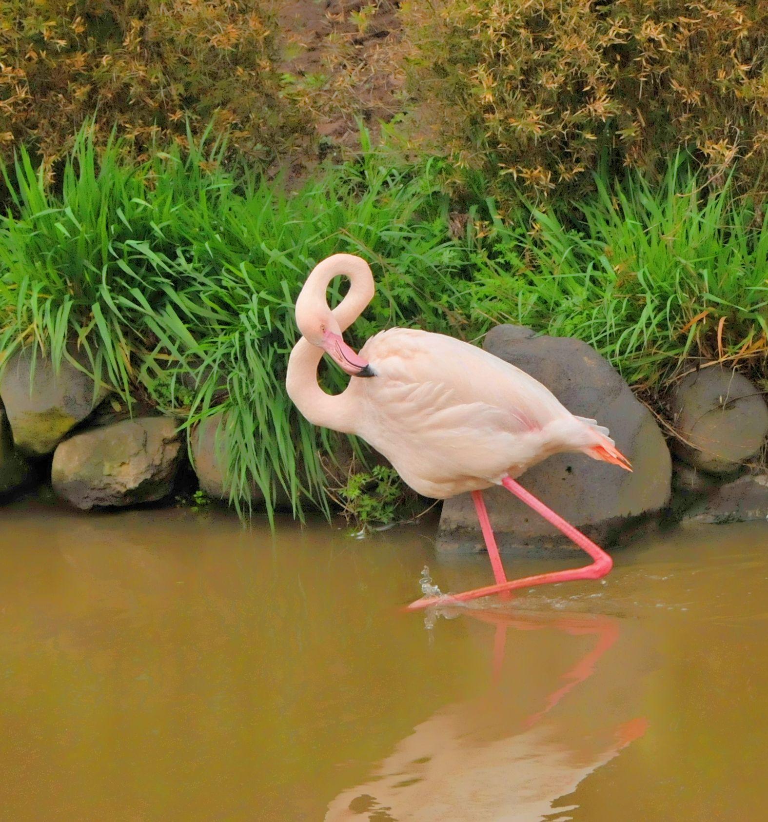 白色火烈鸟 - 知乎