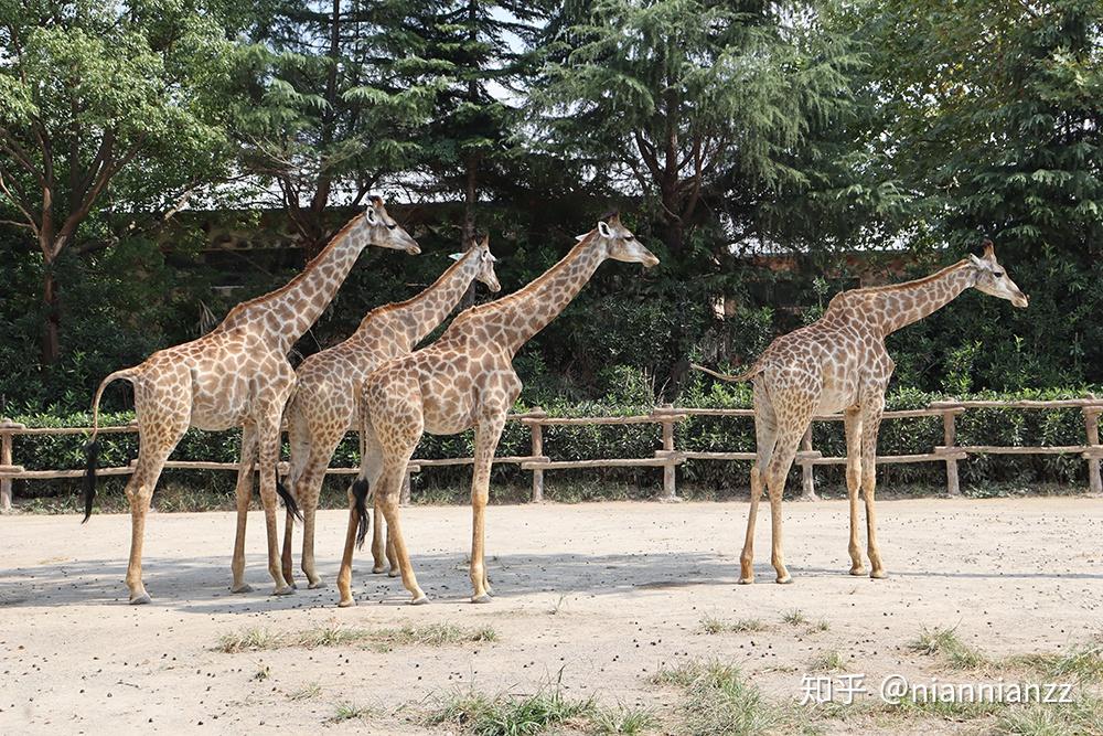 中國最好的動物園在哪裡