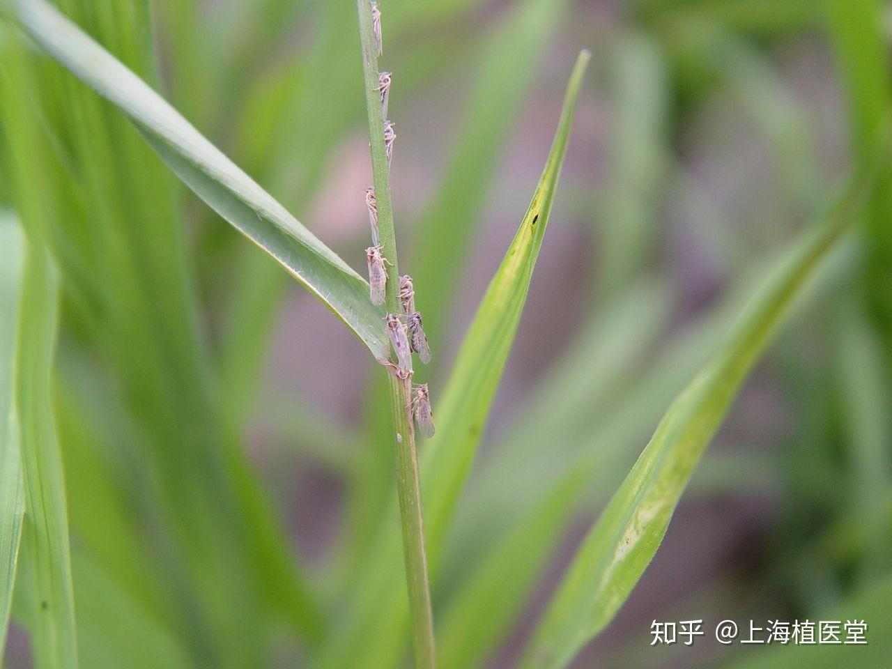 病虫害科普丨褐飞虱的危害与防治