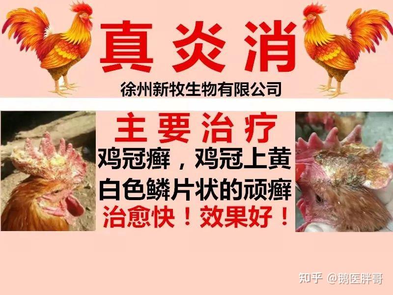 鸡痘的最好治疗方法用什么土办法治鸡痘小鸡长鸡痘用什么好鸡痘的症状