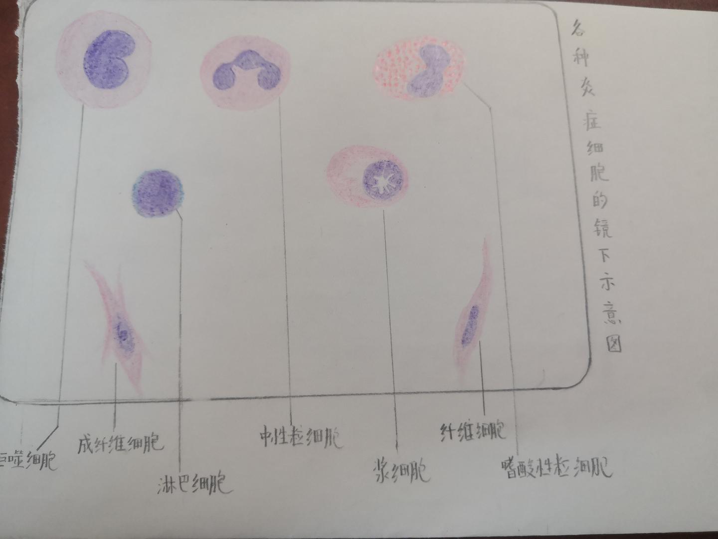 病理学实验图 - 知乎