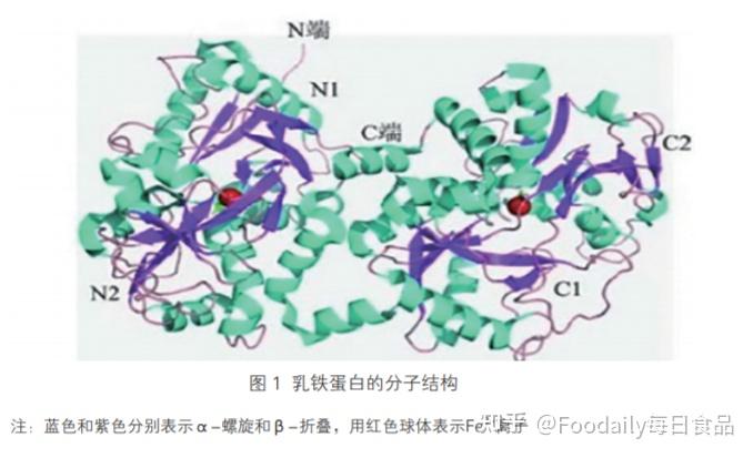 乳鐵蛋白(lactoferrin,lf)是一種分子質量為80kd左右的非血紅素鐵結合