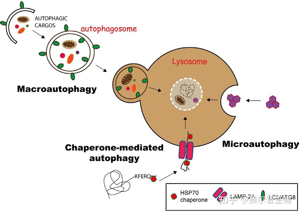 细胞自噬看这篇发生机制检测方法研究思路看完全明白