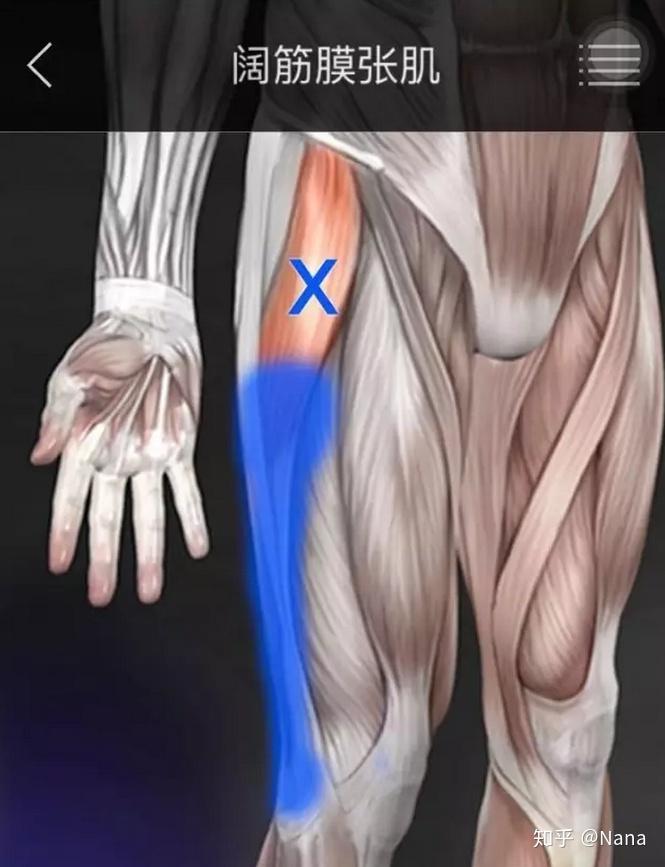 在解剖位置上,阔筋膜张肌与臀大肌下束肌纤维肌相连,臀大肌无力自然得