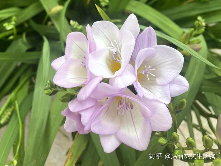 24种带“香”字的花，一种比一种香味独特，有你喜欢的吗？ - 知乎