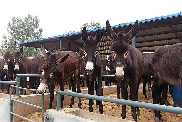 天上龙肉地上驴肉一斤驴肉70元为何农村很少人养驴
