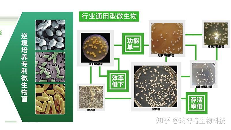 黑老虎微生物菌劑的好處與功效? - 知乎