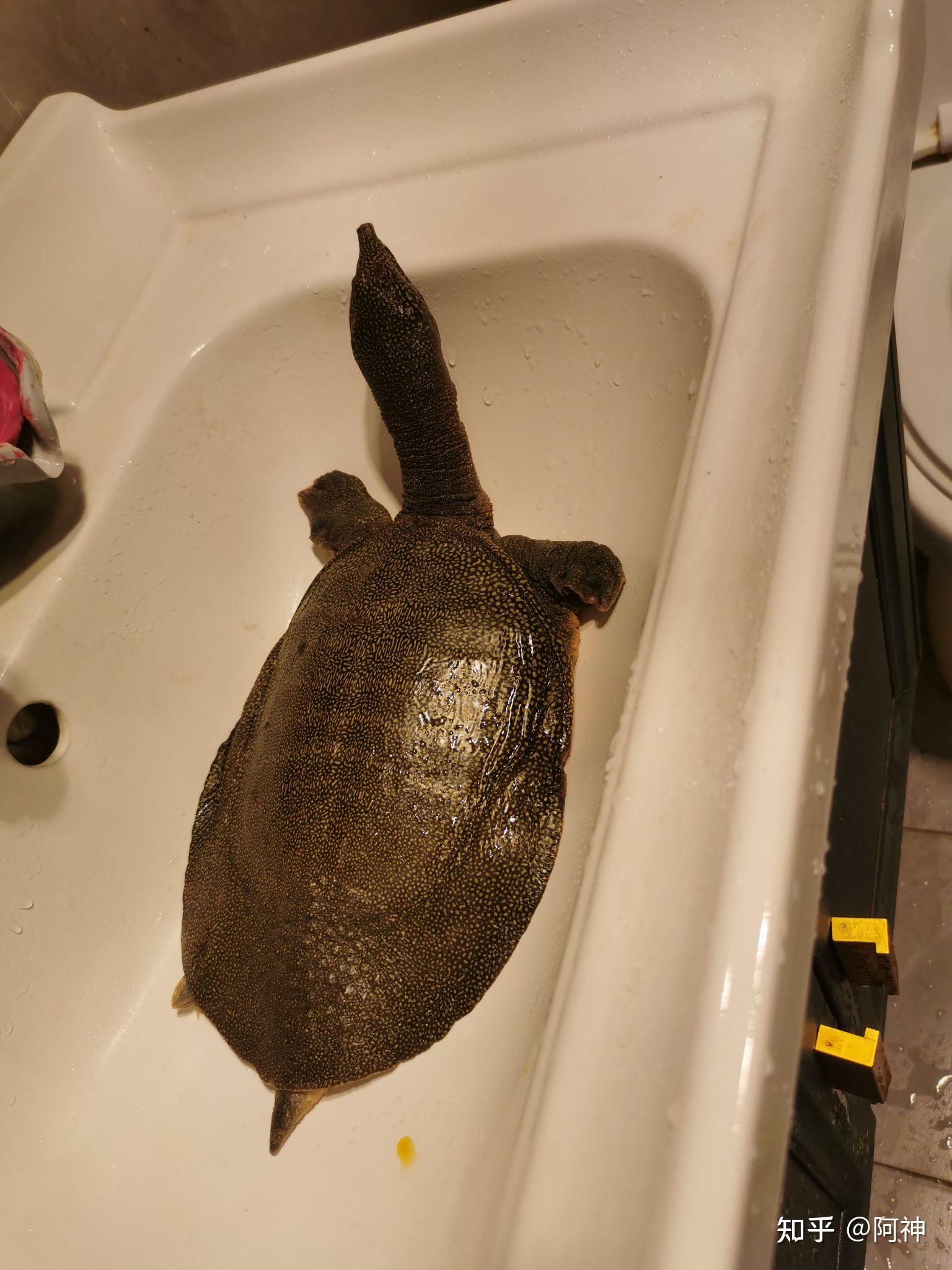 养了只宠物鳖 - 知乎