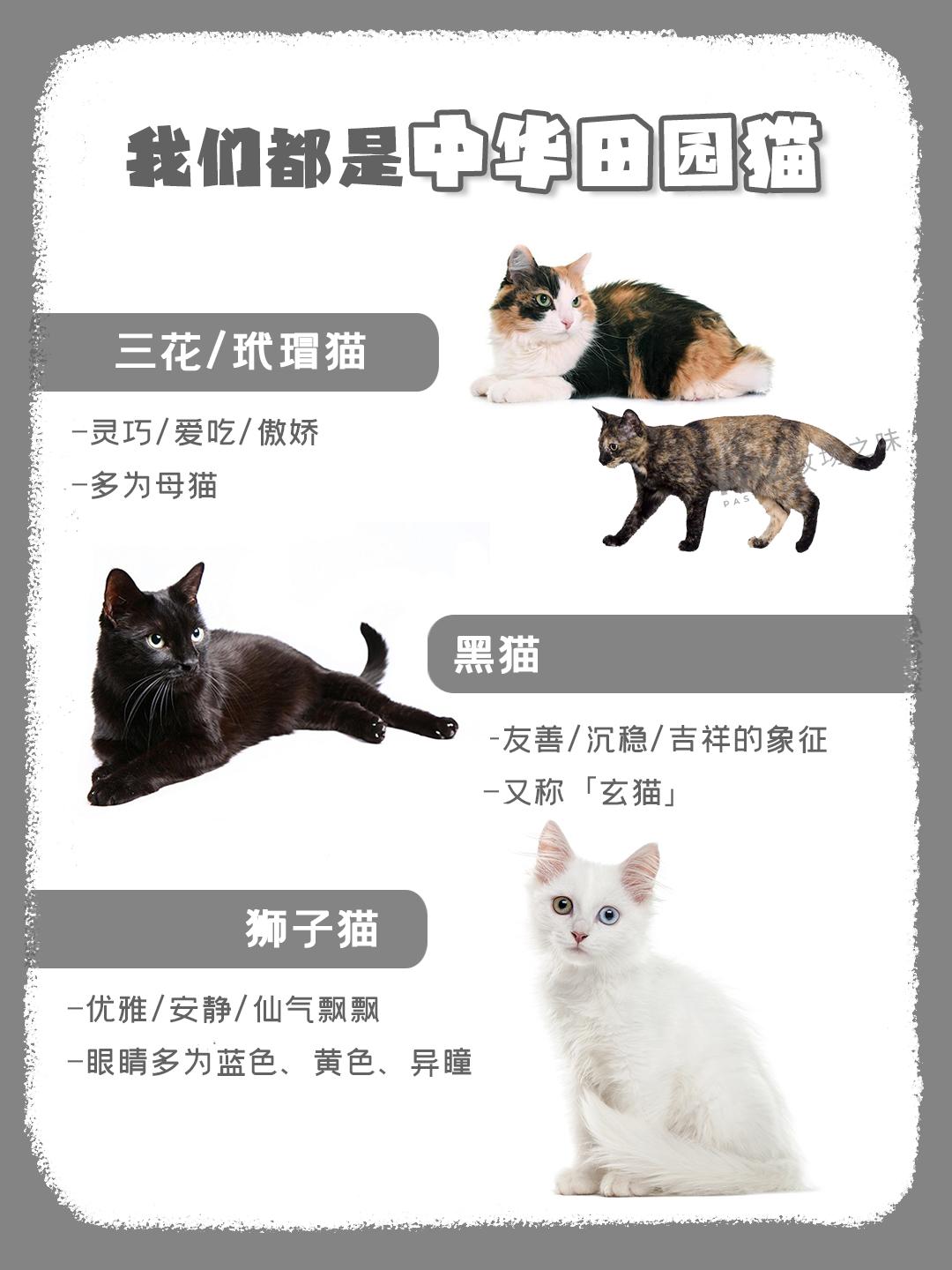 国喵风采中华田园猫是一大家子