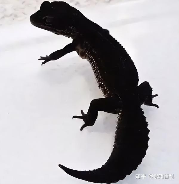 动物界六种黑化贵族，价值昂贵数量稀少，几乎难得一见令人惊叹 - 知乎