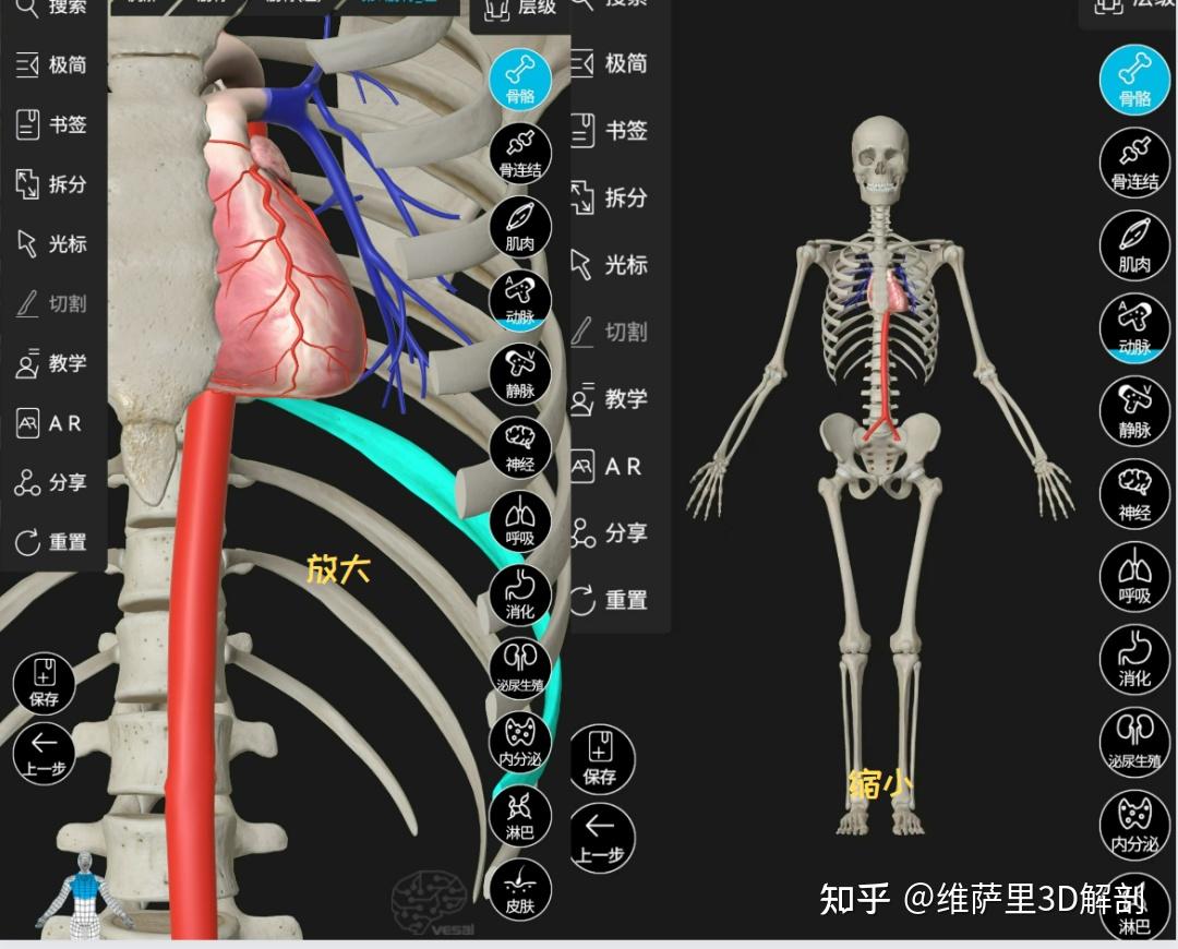国内最好的解剖软件是3Dbody吗？ - 知乎