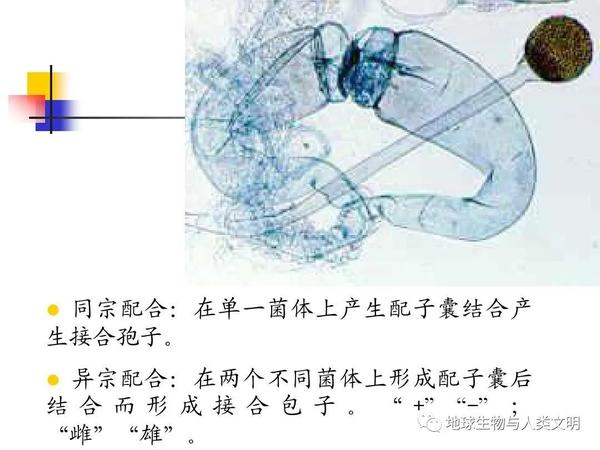 【真菌界全系列-68】真菌界—接合菌门 - 知乎