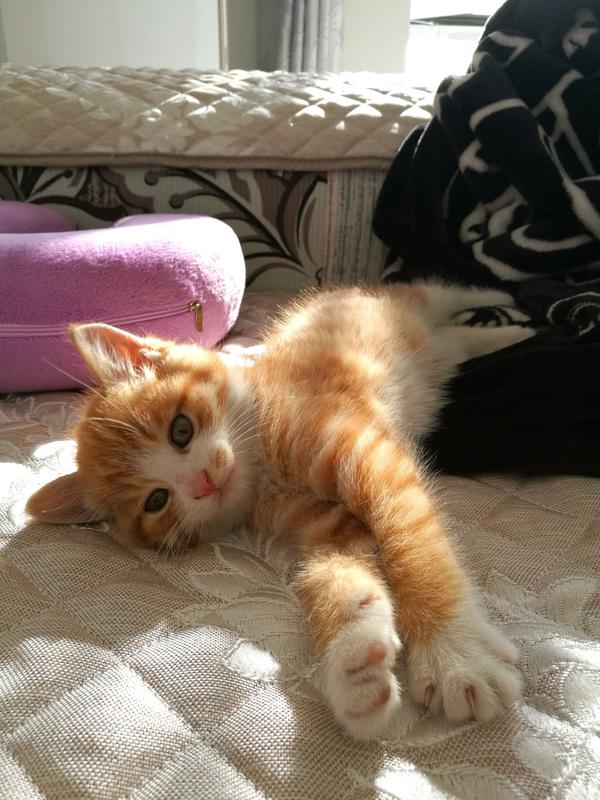 为什么猫越大性格越不好？ - 知乎