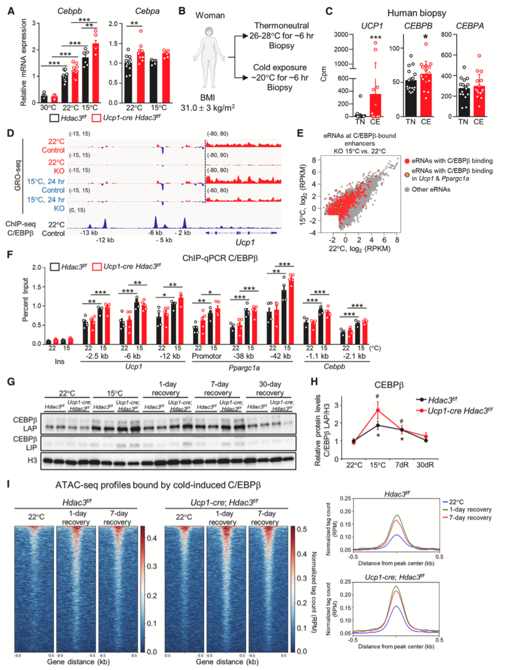 Cell Metabolism丨轻度寒冷预处理通过表观遗传学变化延长极寒小鼠存活 - 知乎