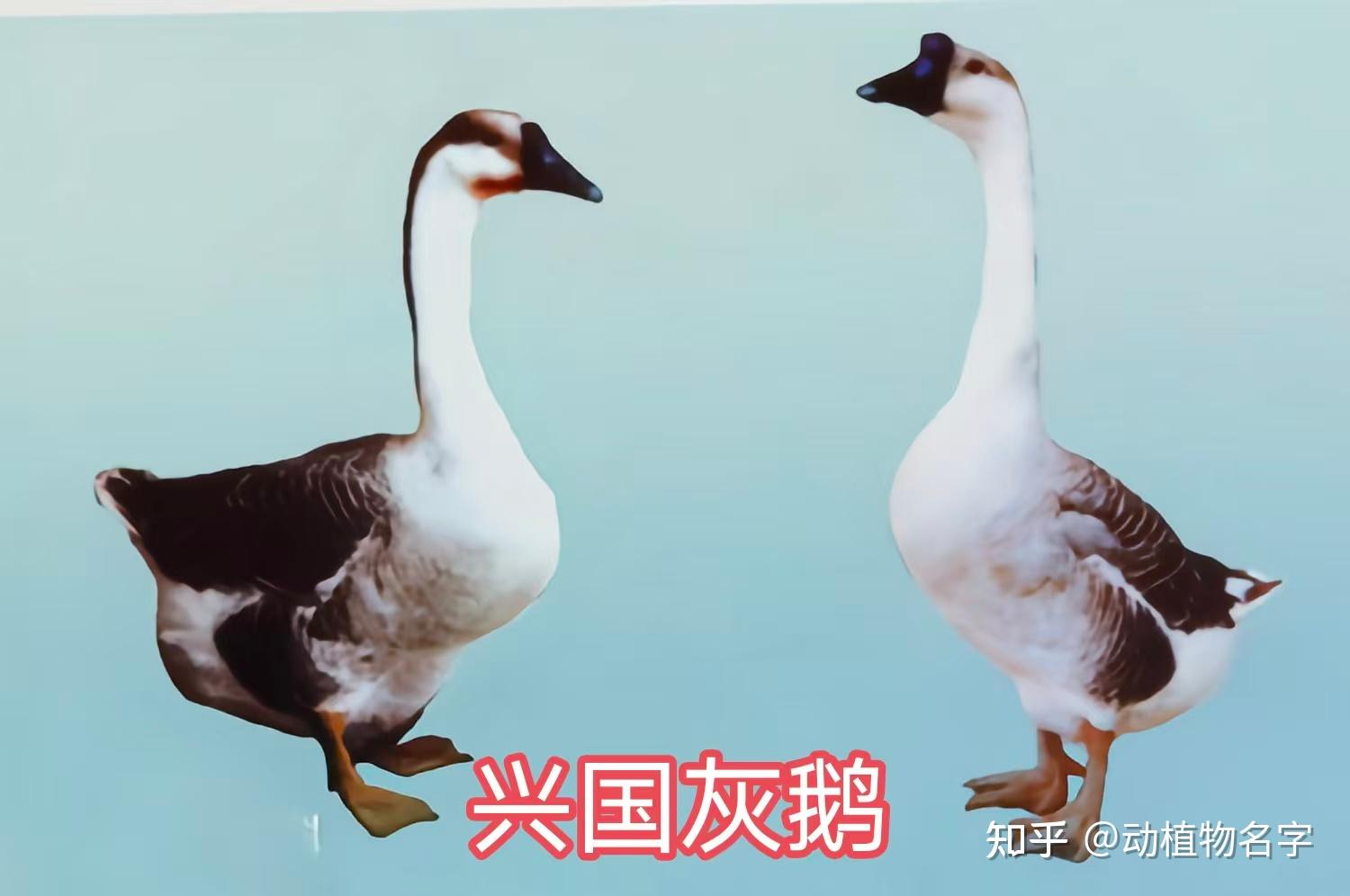 72图带您走进家鹅的世界 - 知乎