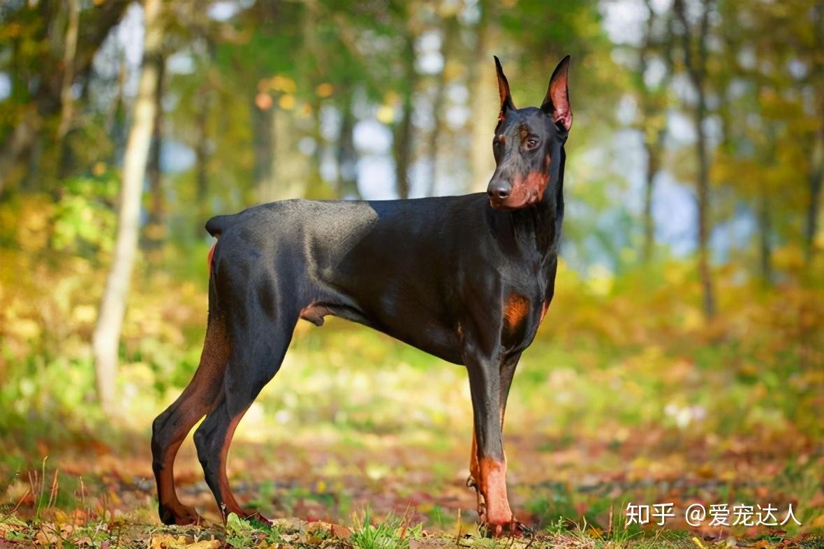 这几个因素影响着狗狗的体重让它不长肉