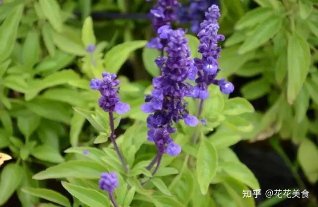 盘点几种香草植物好闻又好吃