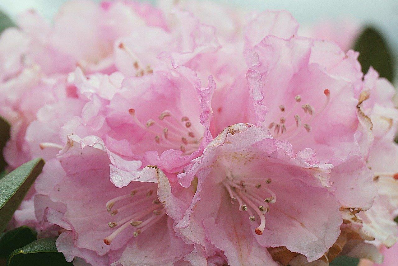 2. 腐叶土搭配沙