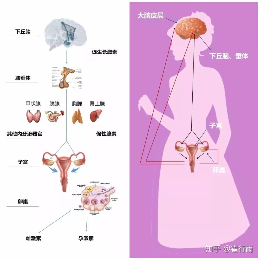 雌激素和孕激素分泌的器官,在人体各种器官当中占有相当重要的位置,起