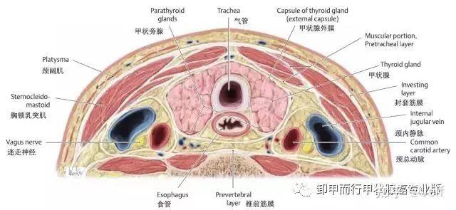 甲状腺切片图解图片