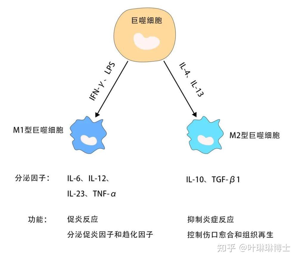 炎性衰老是什么意思? - 知乎
