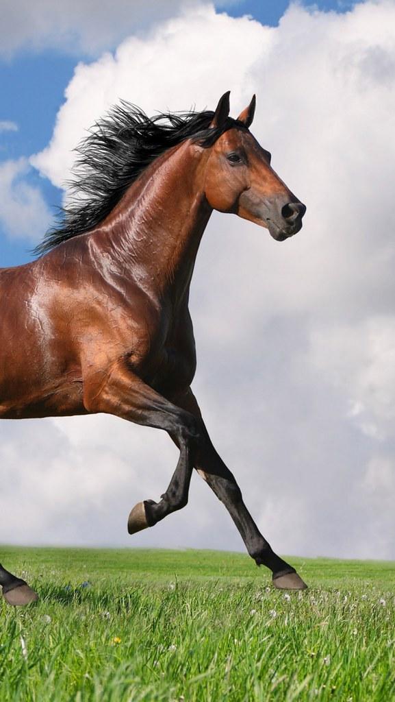 马有肌肉记忆吗