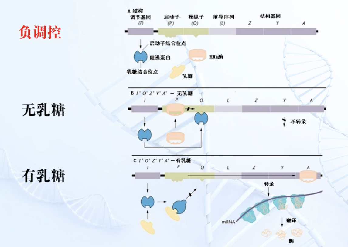 原核生物基因表达图片